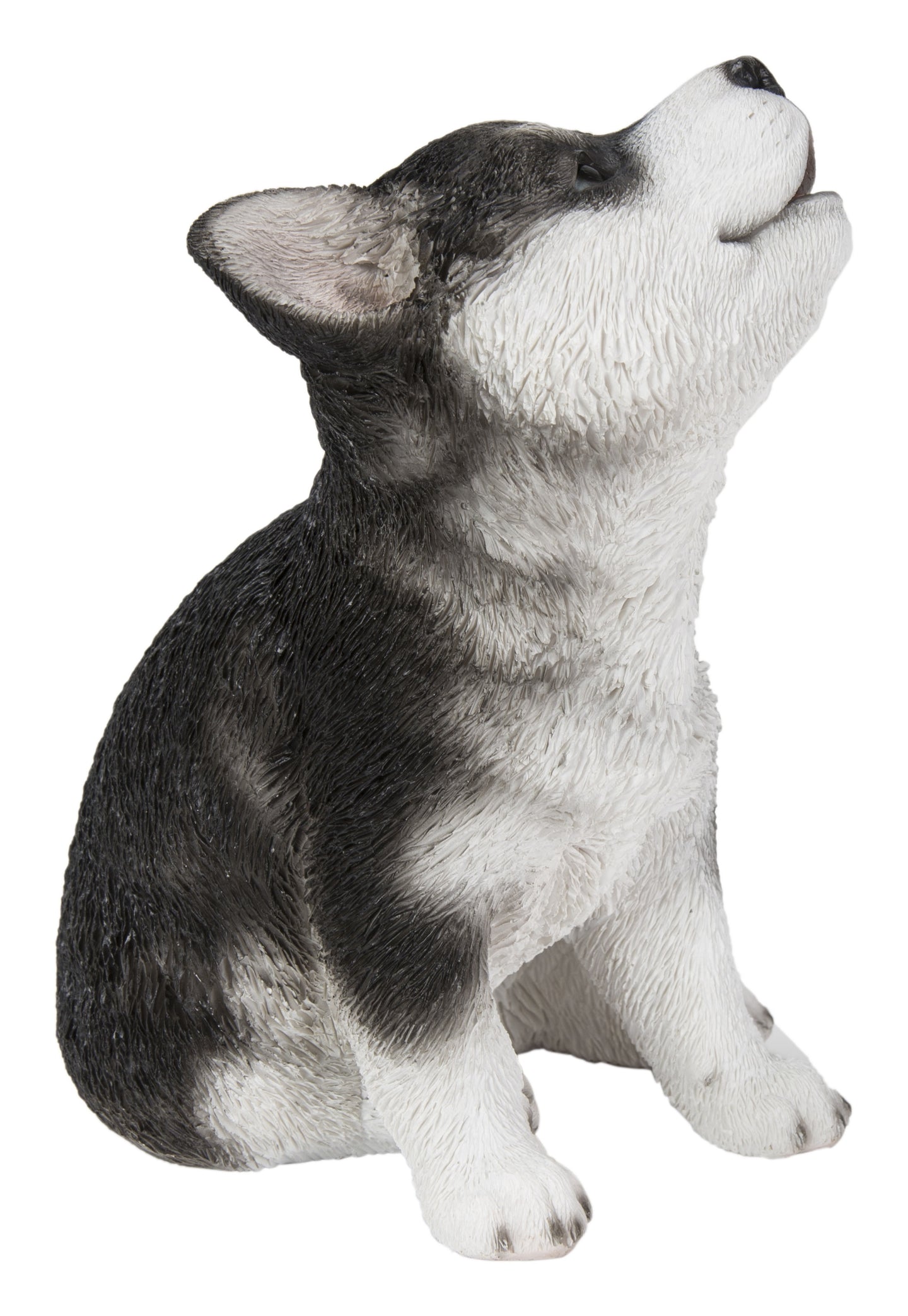 Siberian Husky Puppy Howling