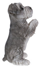 Load image into Gallery viewer, Schnauzer Puppy Praying
