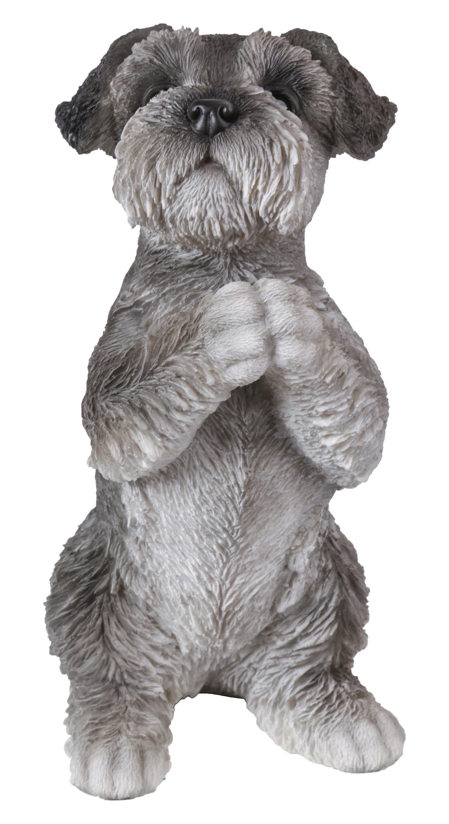 Schnauzer Puppy Praying