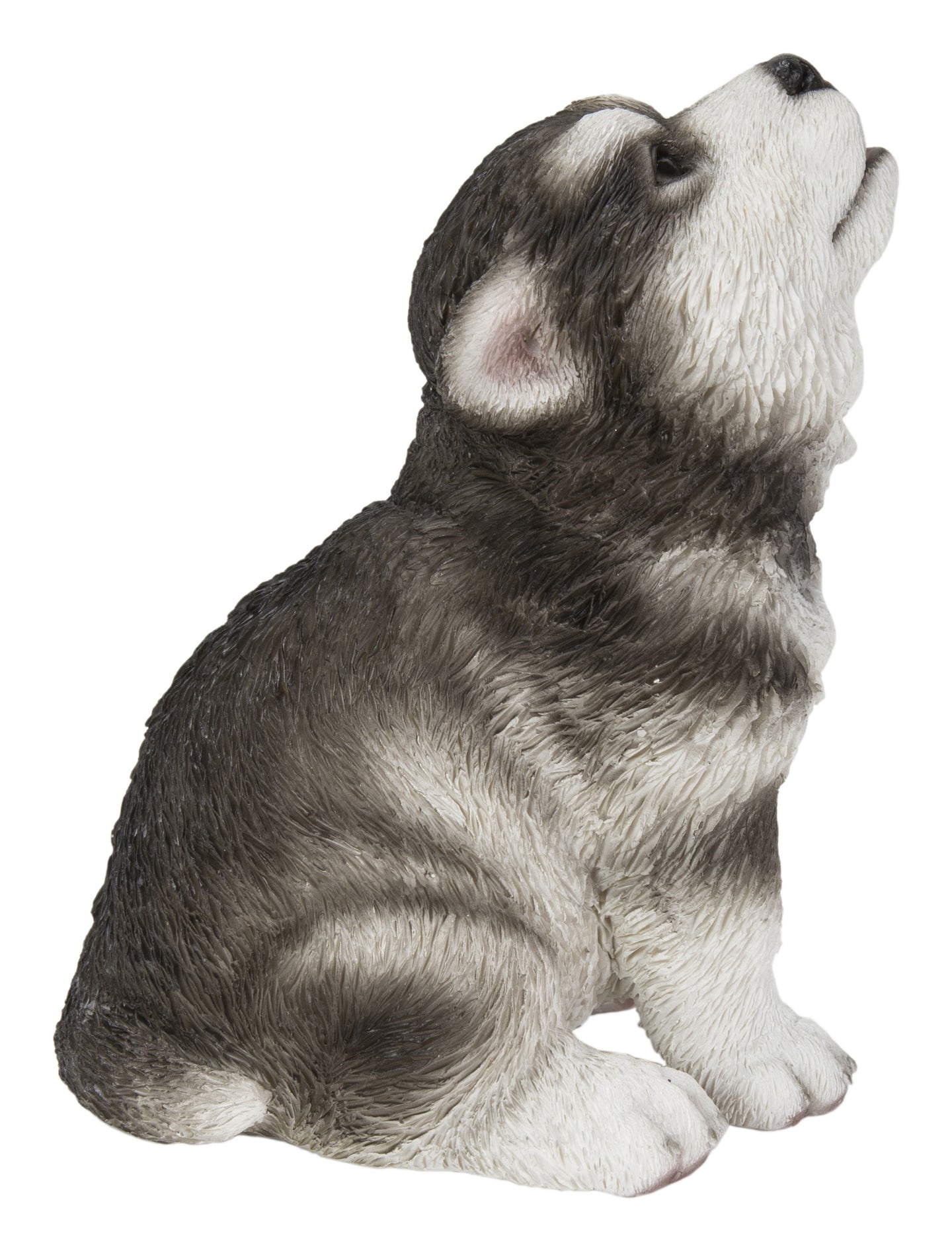 Alaskan Malamute Puppy Howling