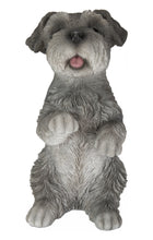 Load image into Gallery viewer, Standing Miniature Schnauzer
