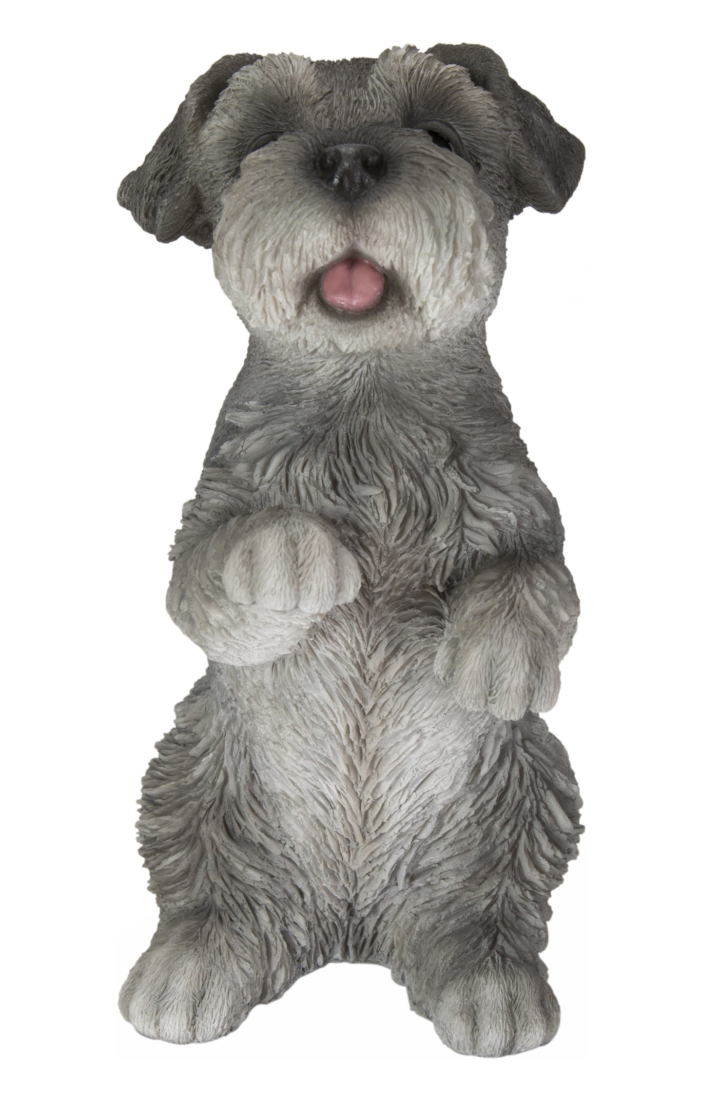 Standing Miniature Schnauzer