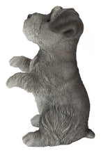 Load image into Gallery viewer, Standing Miniature Schnauzer

