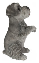 Load image into Gallery viewer, Standing Miniature Schnauzer

