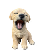 SoReal - Yawning Labrador