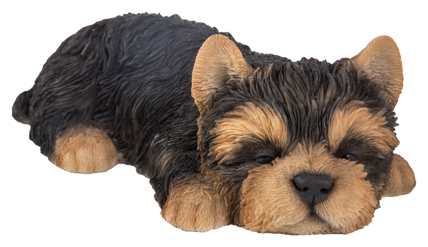 Yorkshire Terrier Puppy Sleeping