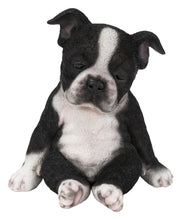 Load image into Gallery viewer, Sitting Sleepy Boston Terrier Puppy Statue (Hi-Line Exclusive)
