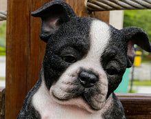 Load image into Gallery viewer, Sitting Sleepy Boston Terrier Puppy Statue (Hi-Line Exclusive)
