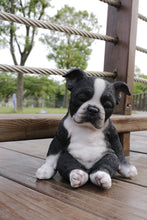 Load image into Gallery viewer, Sitting Sleepy Boston Terrier Puppy Statue (Hi-Line Exclusive)
