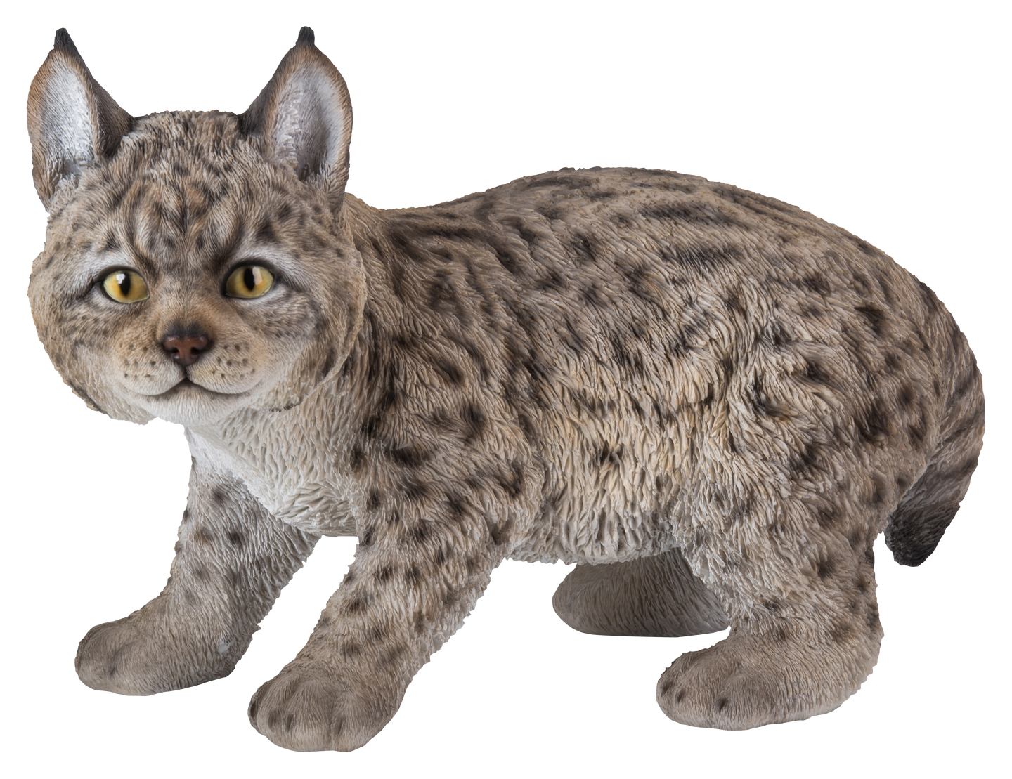 Lynx Kitten