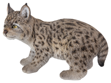 Load image into Gallery viewer, Lynx Kitten
