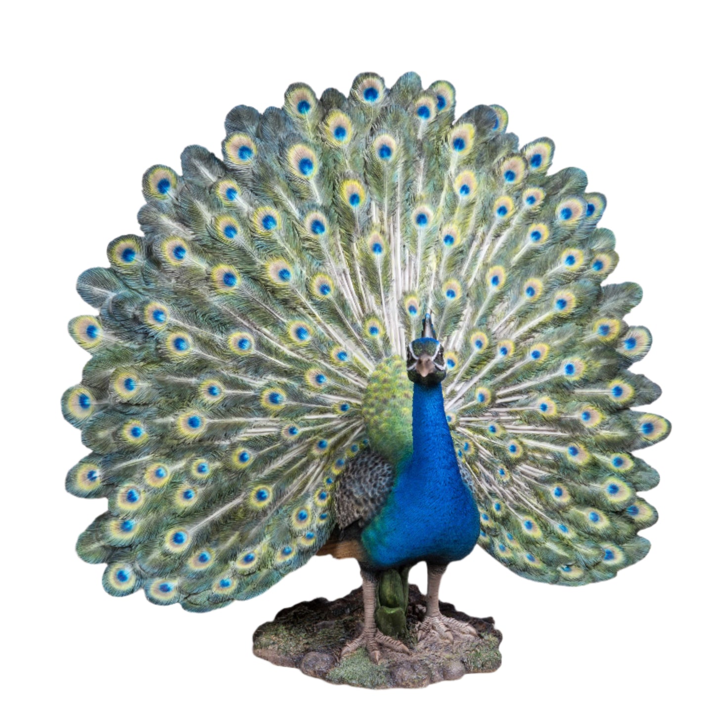 Peacock W/Feathers Out Statue