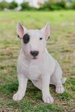Load image into Gallery viewer, Bull Terrier Statue
