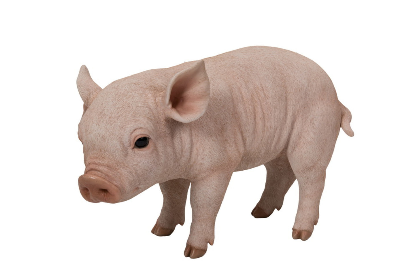 Standing Baby Pig