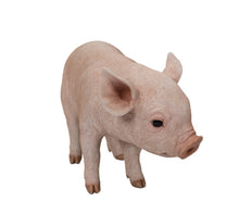 Load image into Gallery viewer, Standing Baby Pig
