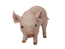 Load image into Gallery viewer, Standing Baby Pig
