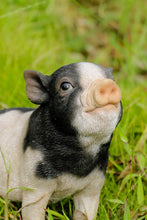 Load image into Gallery viewer, Baby Pig Sitting - Black And White
