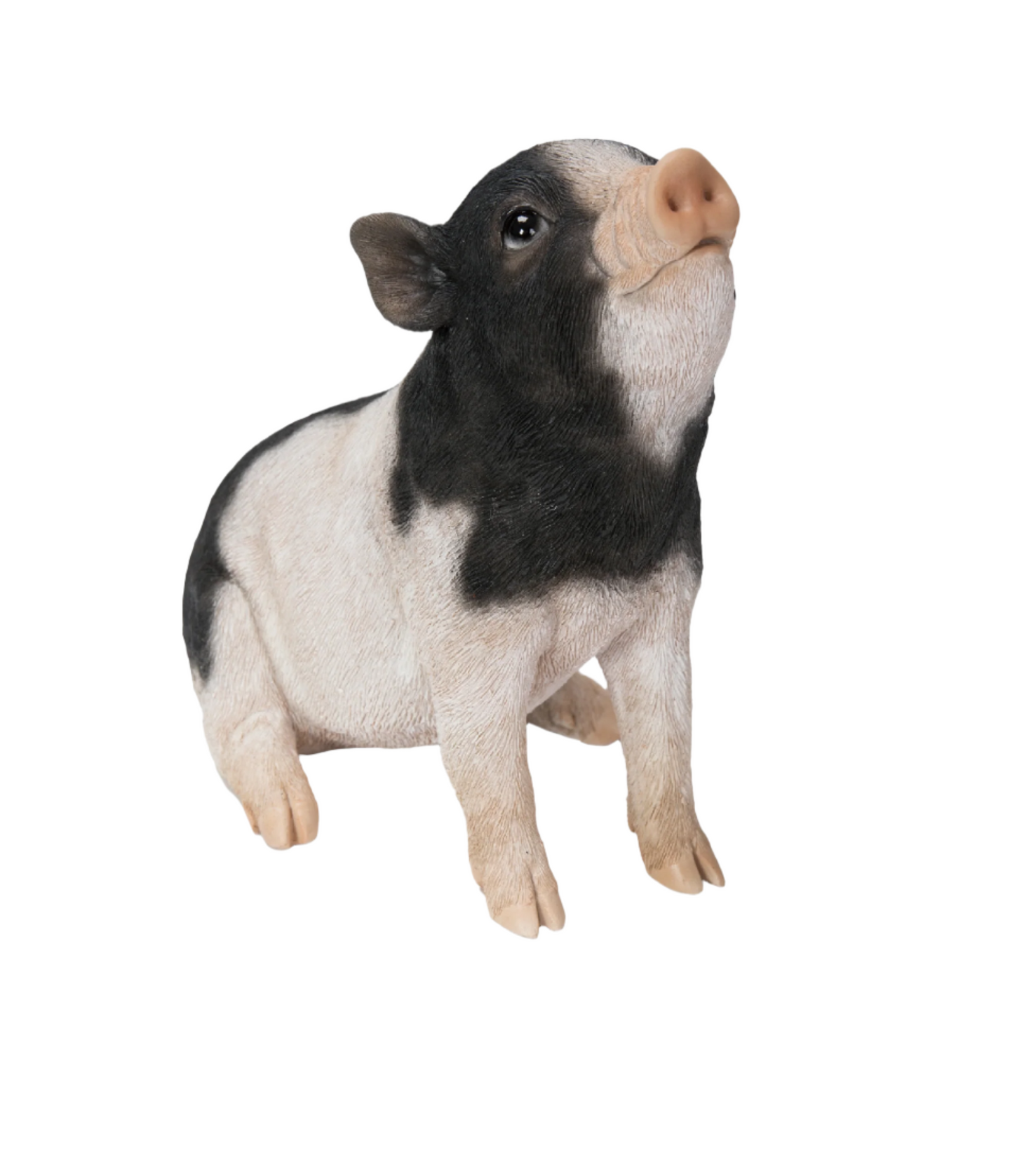 Baby Pig Sitting - Black And White