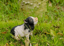 Load image into Gallery viewer, Baby Pig Sitting - Black And White

