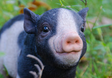 Load image into Gallery viewer, Baby Pig Standing - Black And White
