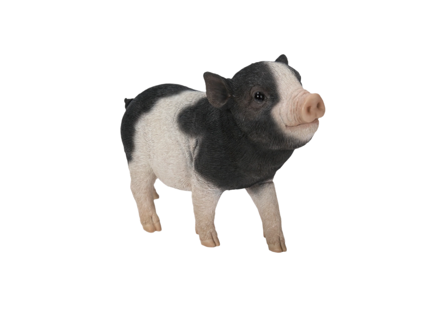 Baby Pig Standing - Black And White