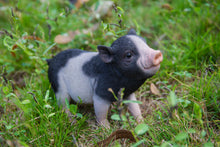 Load image into Gallery viewer, Baby Pig Standing - Black And White
