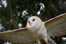 Load image into Gallery viewer, Barn Owl Flying Statue
