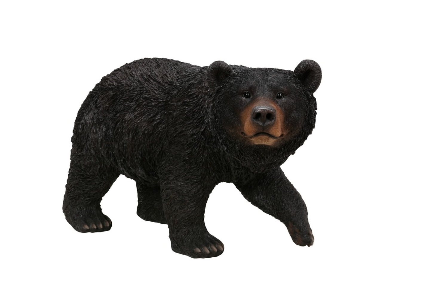 Black Bear Walking