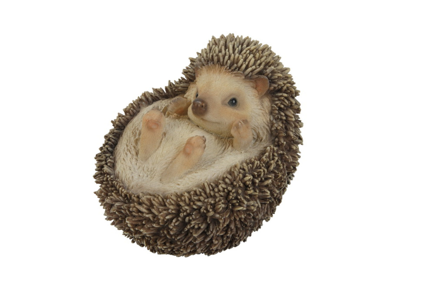 Hedgehog On Its Back