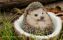 Load image into Gallery viewer, Coconut Hedgehog
