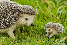 Load image into Gallery viewer, Mother &amp; Baby Hedgehogs
