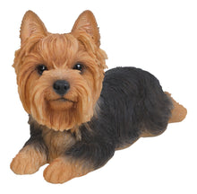 Load image into Gallery viewer, Yorkshire Terrier Lying Down
