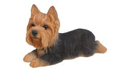 Load image into Gallery viewer, Yorkshire Terrier Lying Down
