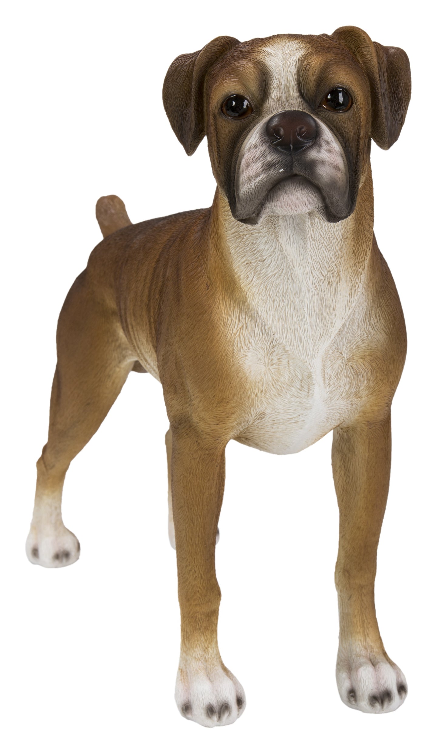 Boxer Dog Standing
