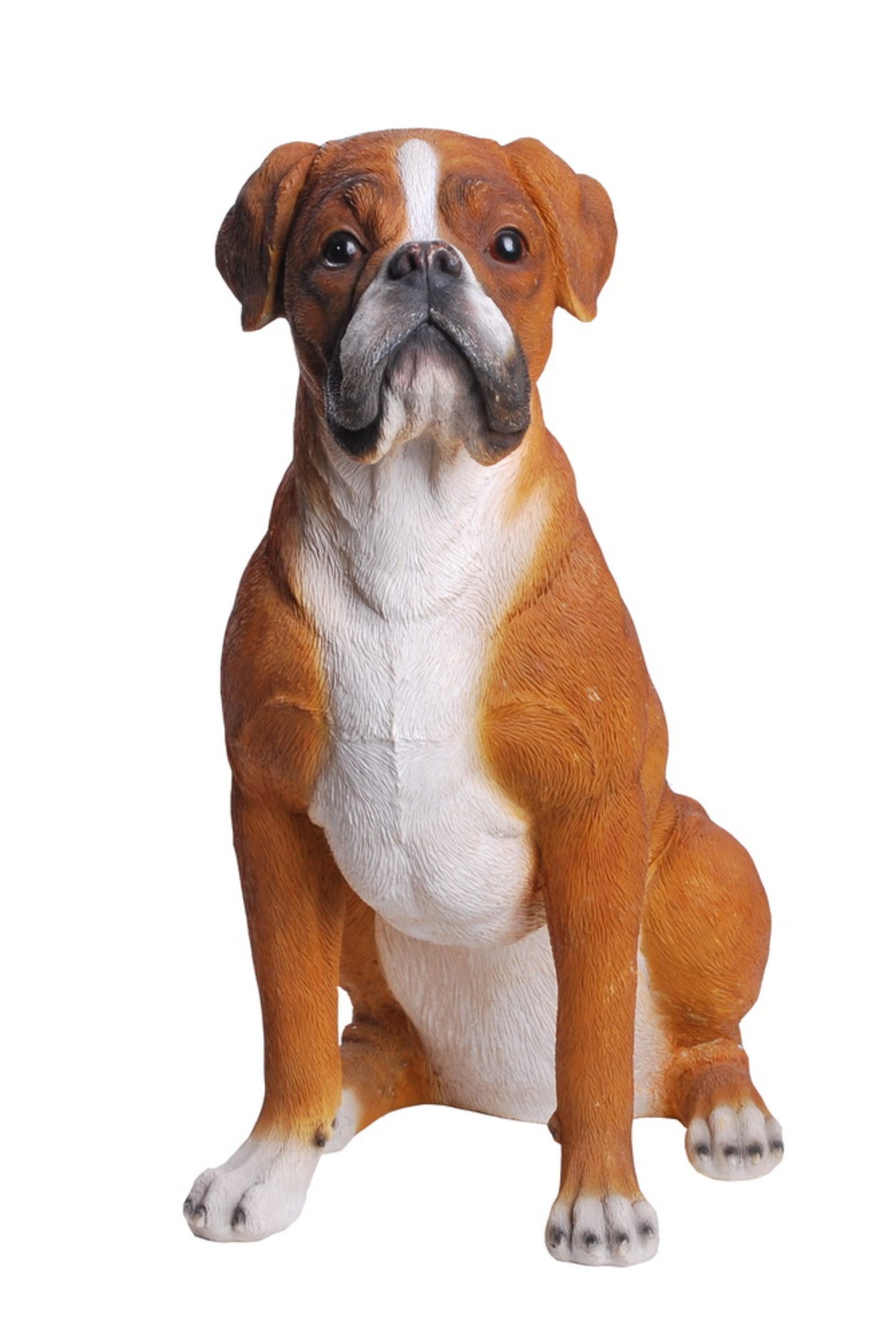Sitting Boxer