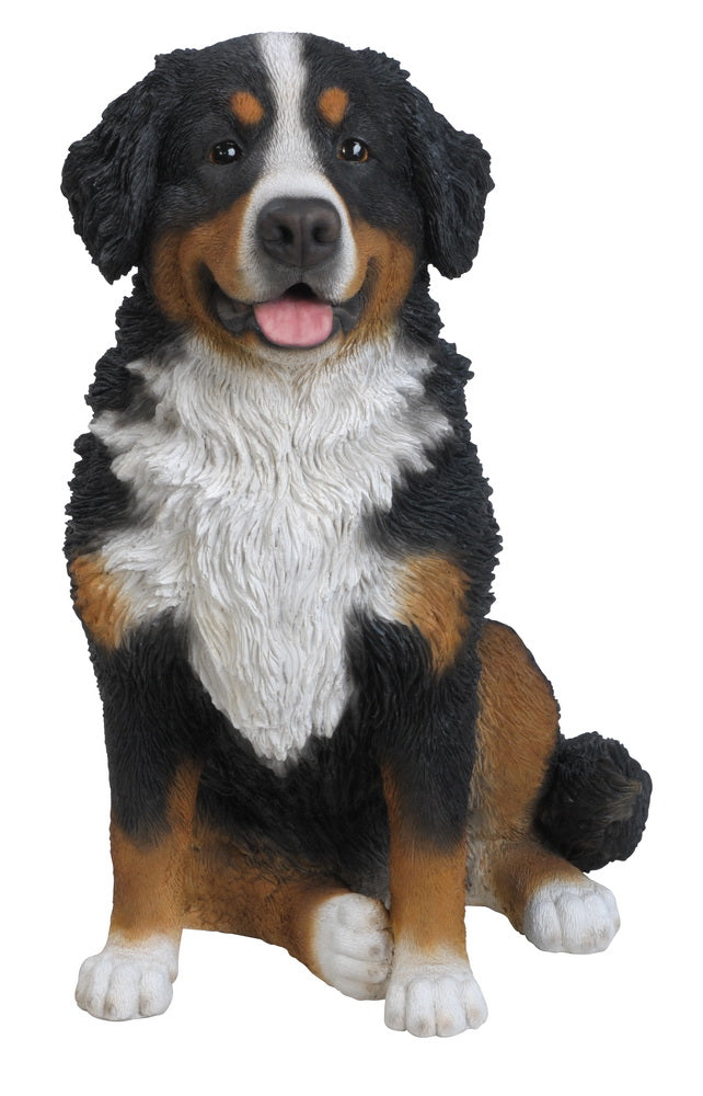 Bernese Mountain Dog
