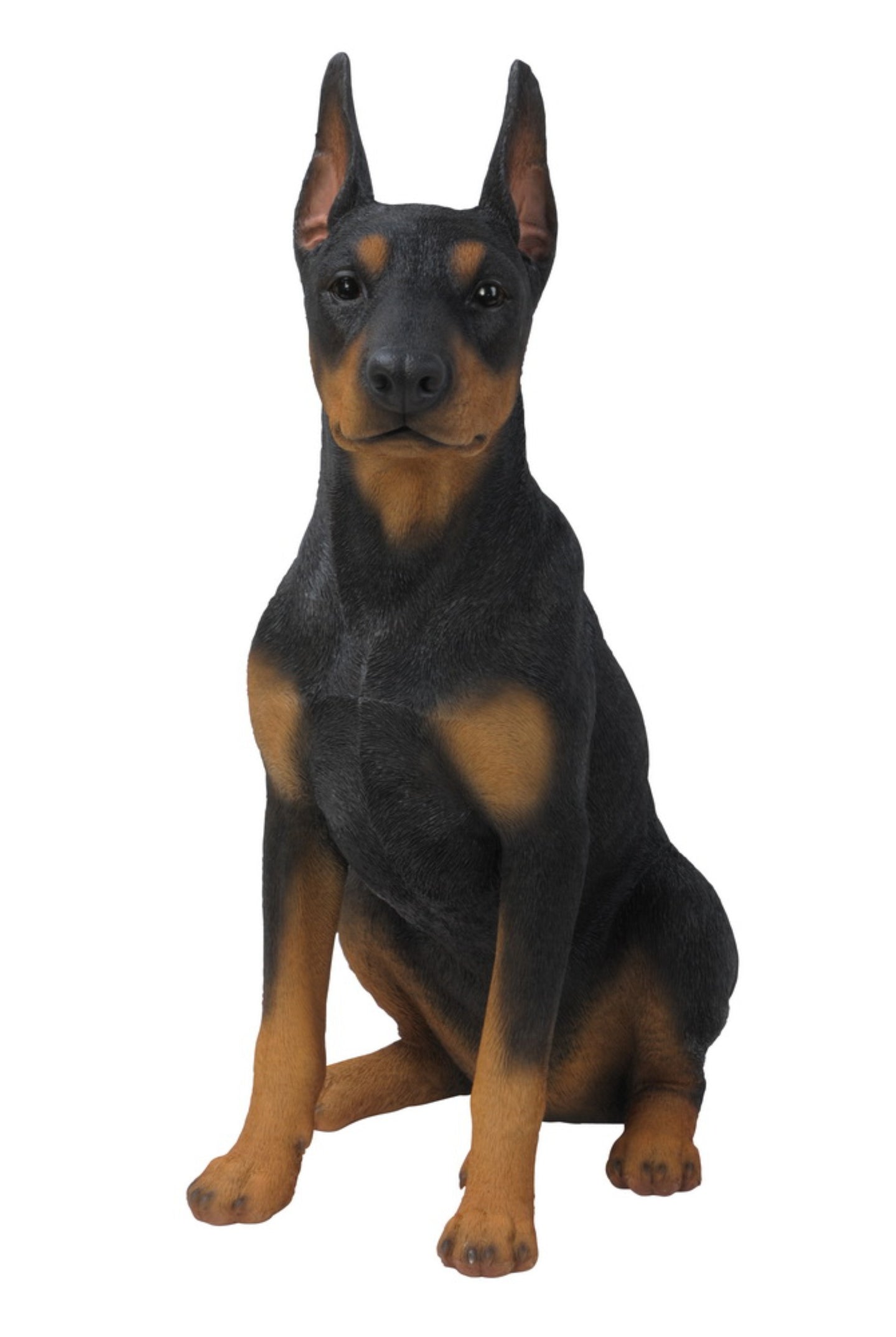 Sitting Doberman Pinscher