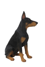 Load image into Gallery viewer, Sitting Doberman Pinscher
