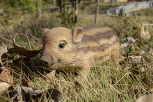 Load image into Gallery viewer, Wild Baby Boar Standing
