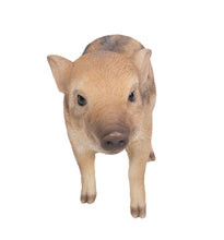 Load image into Gallery viewer, Wild Baby Boar Standing
