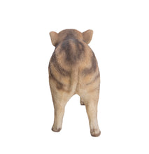 Load image into Gallery viewer, Wild Baby Boar Standing
