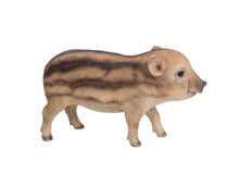 Load image into Gallery viewer, Wild Baby Boar Standing
