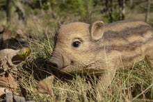 Load image into Gallery viewer, Wild Baby Boar Standing
