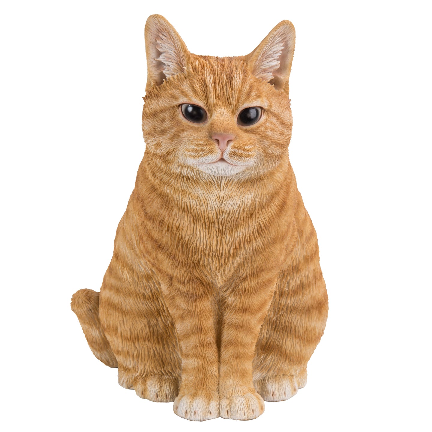 Orange Tabby Cat Sitting
