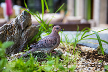 Load image into Gallery viewer, 87758-S - Mourning Dove On Grass Garden Statue
