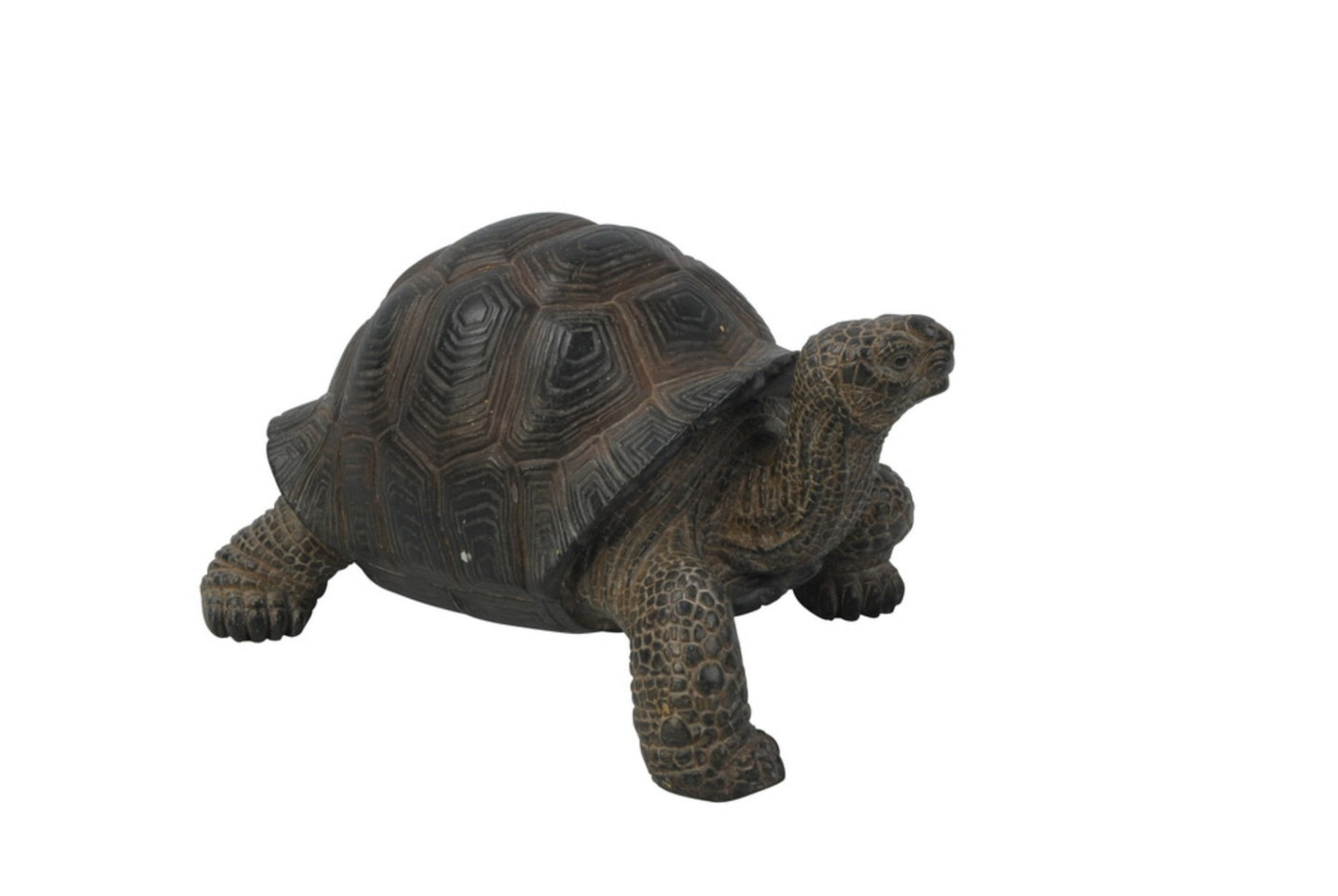 Small Tortoise