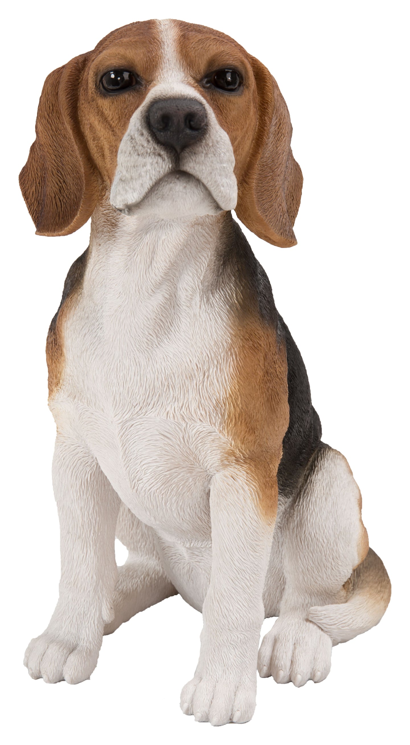 Beagle Dog Sitting