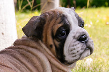 Load image into Gallery viewer, Lying Bulldog Pup
