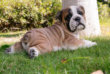 Load image into Gallery viewer, Lying Bulldog Pup
