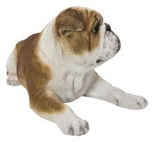 Load image into Gallery viewer, Lying Bulldog
